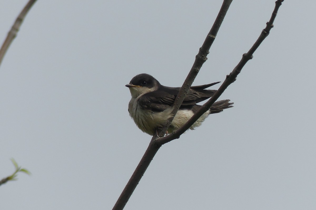 Tree Swallow - ML620861791