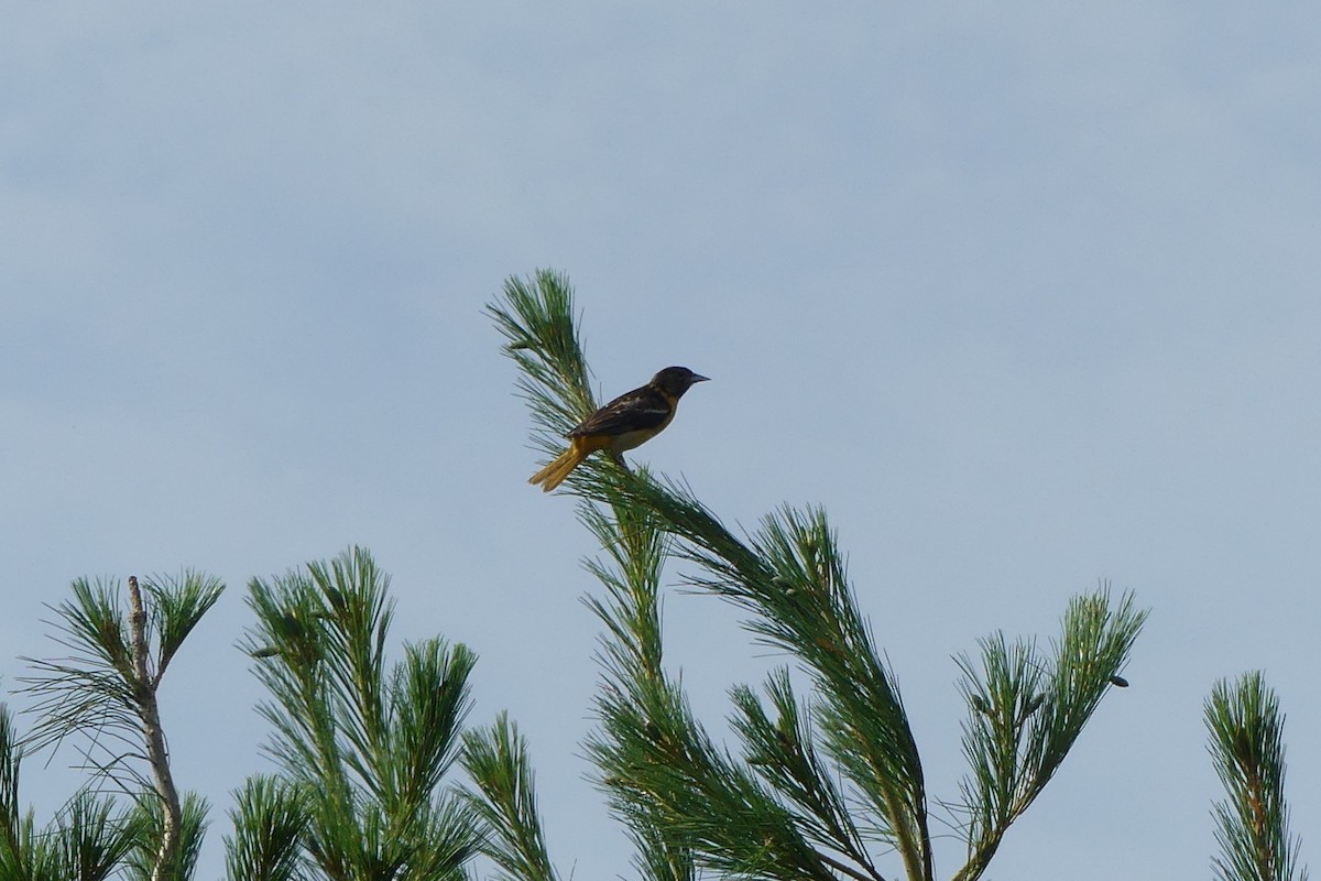 Baltimore Oriole - Steve Thorpe