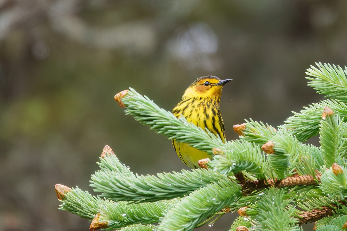Cape May Warbler - ML620861805
