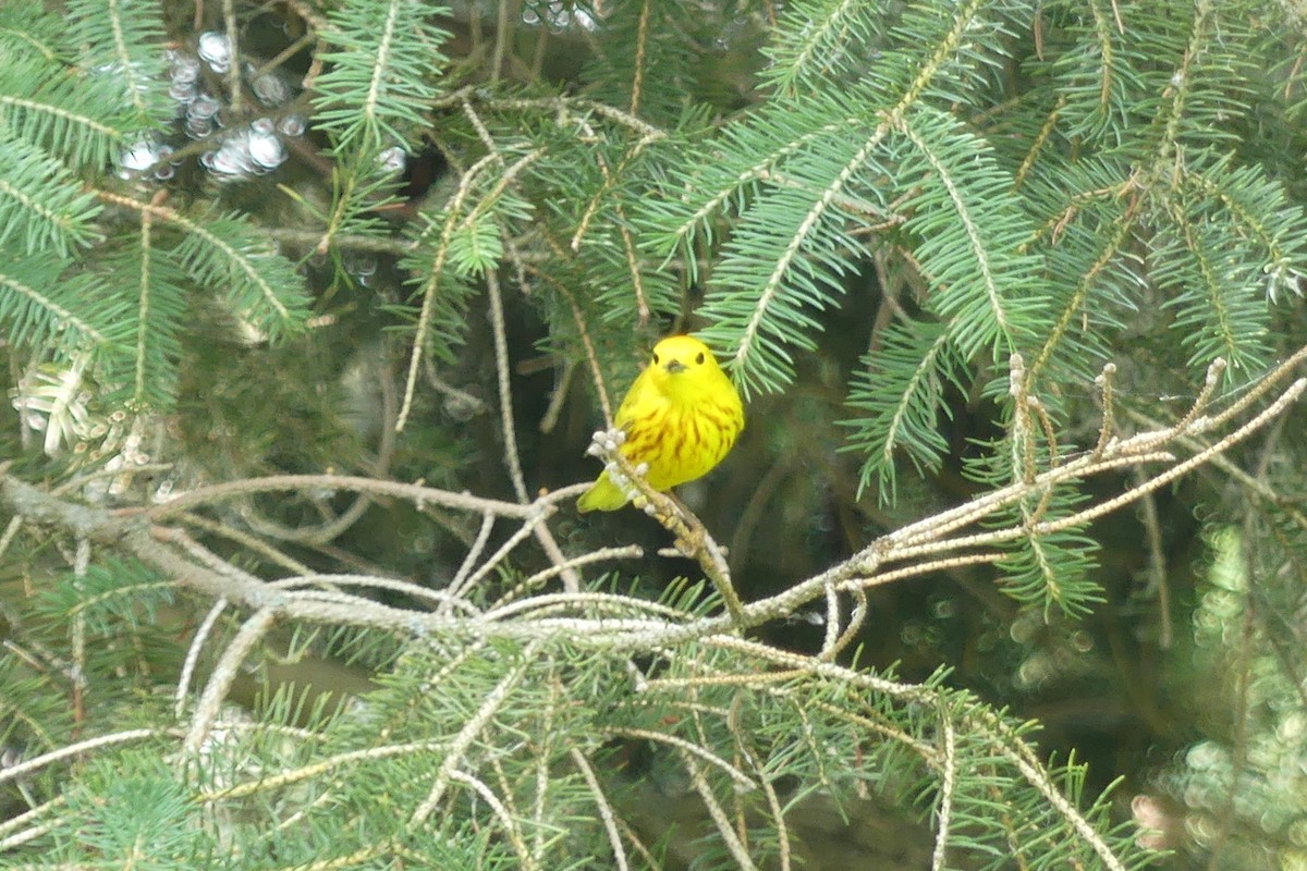 Yellow Warbler - ML620861806
