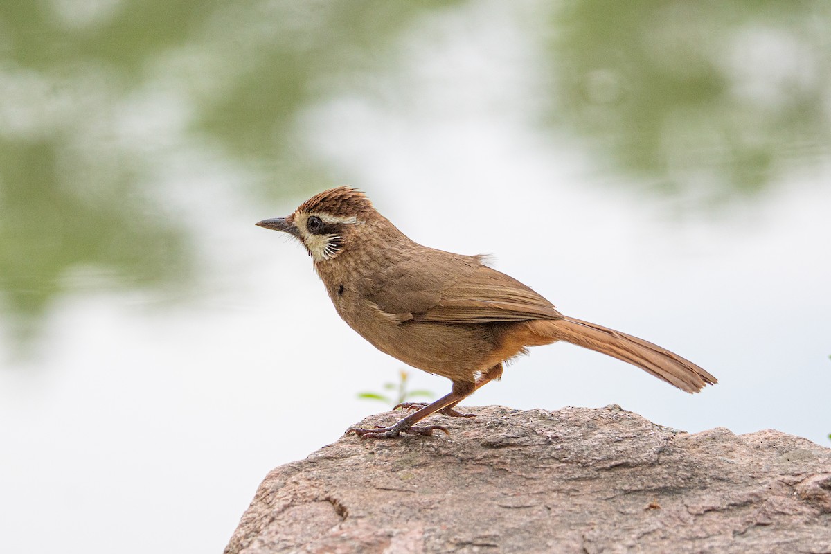 White-browed Laughingthrush - ML620861824