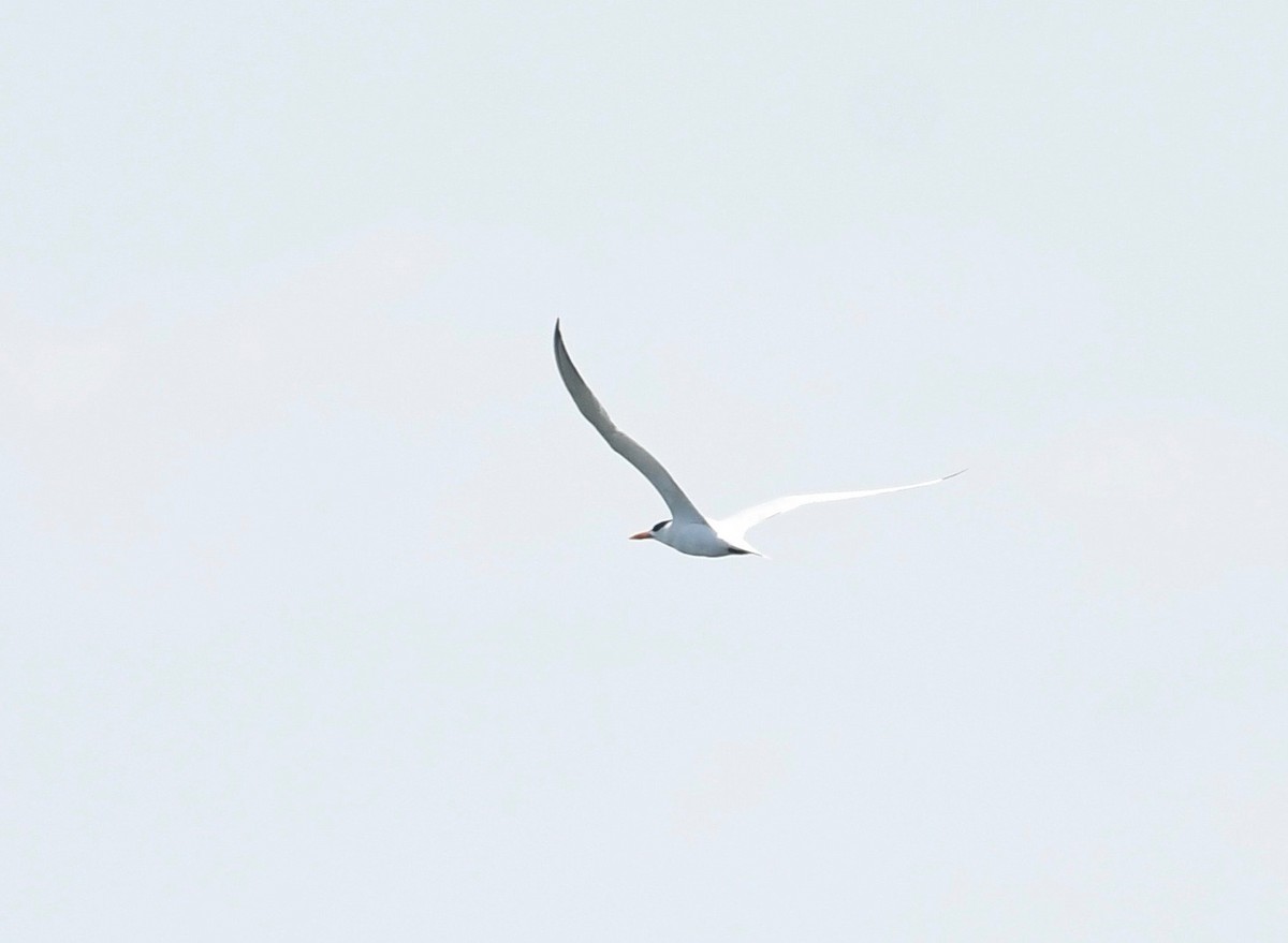 Royal Tern - ML620861848