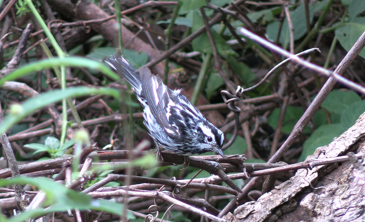 Black-and-white Warbler - ML620861850