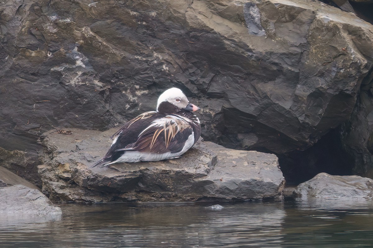 Long-tailed Duck - ML620861853