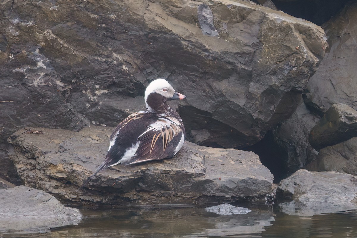 Long-tailed Duck - ML620861854