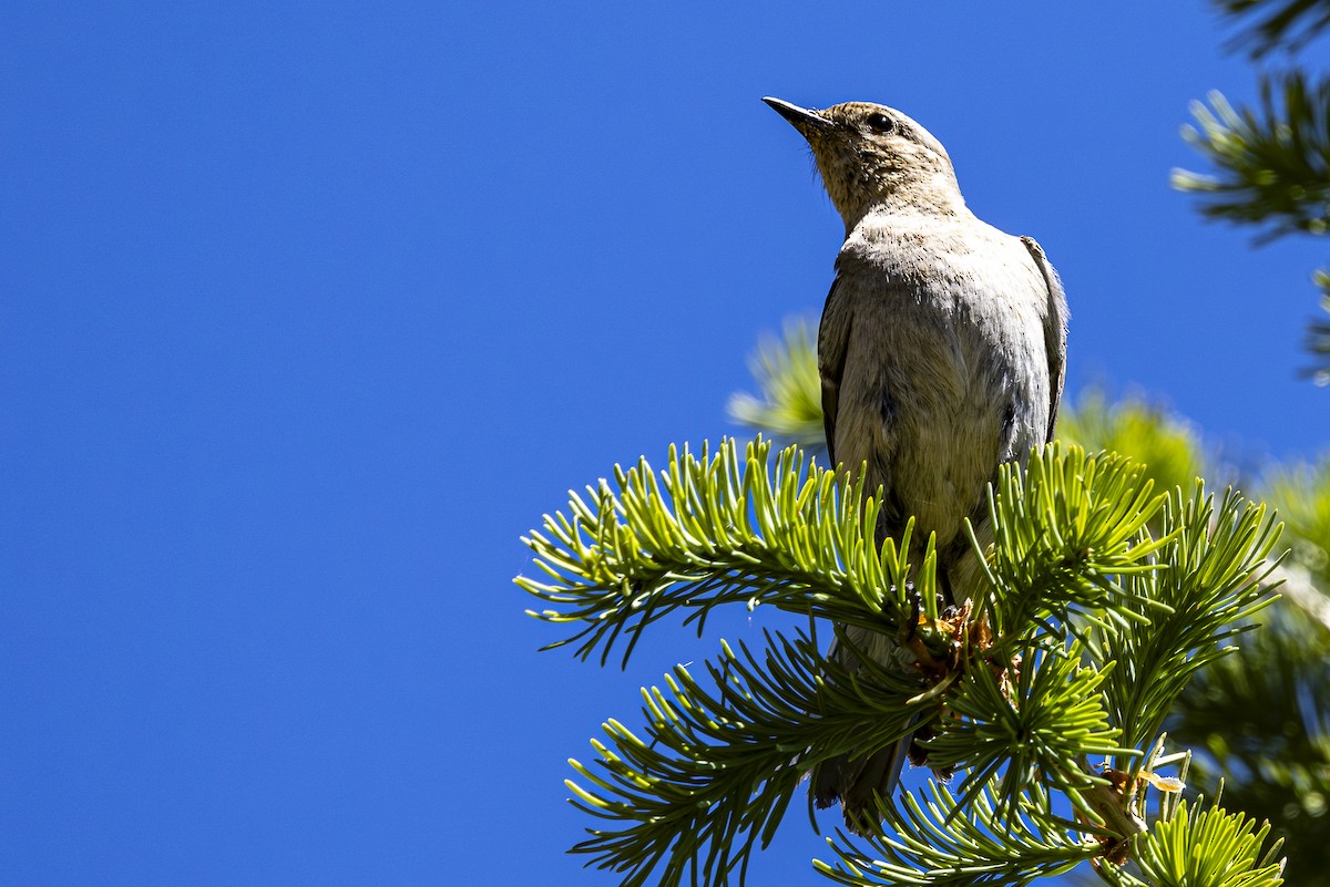 Mountain Bluebird - ML620861855