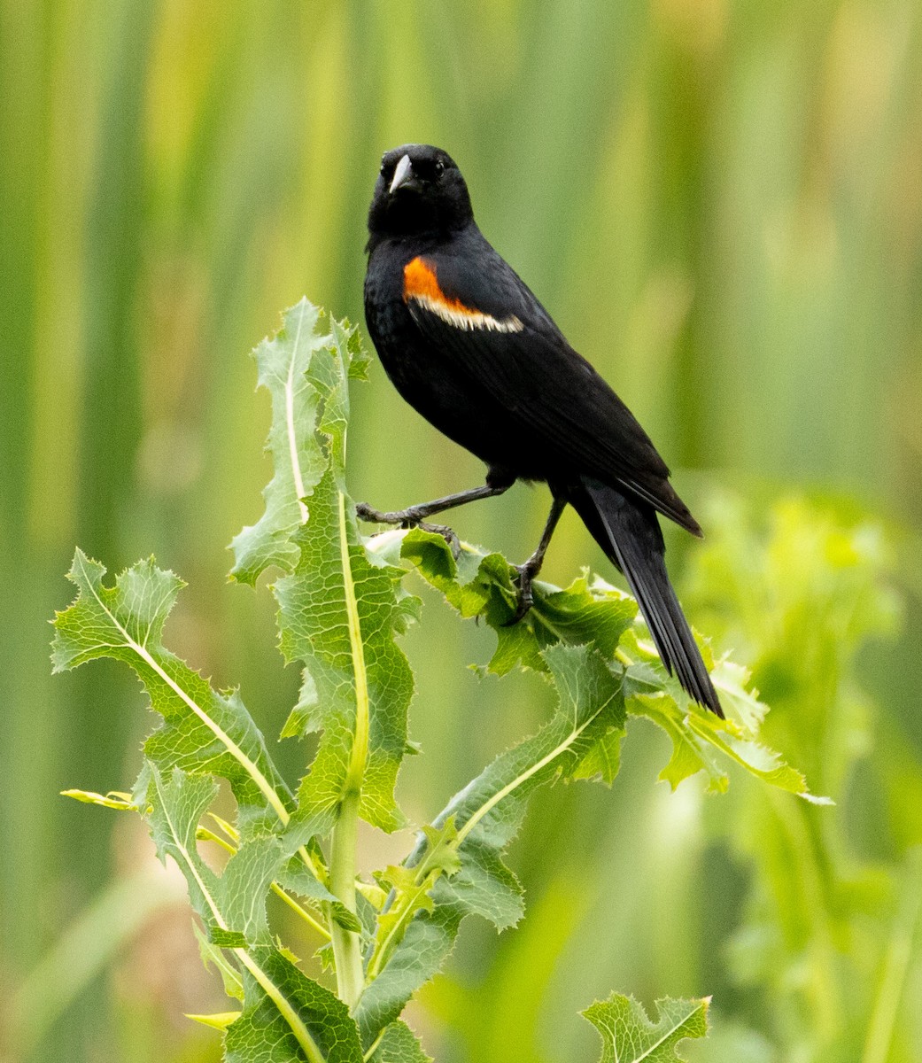 Red-winged Blackbird - ML620861864