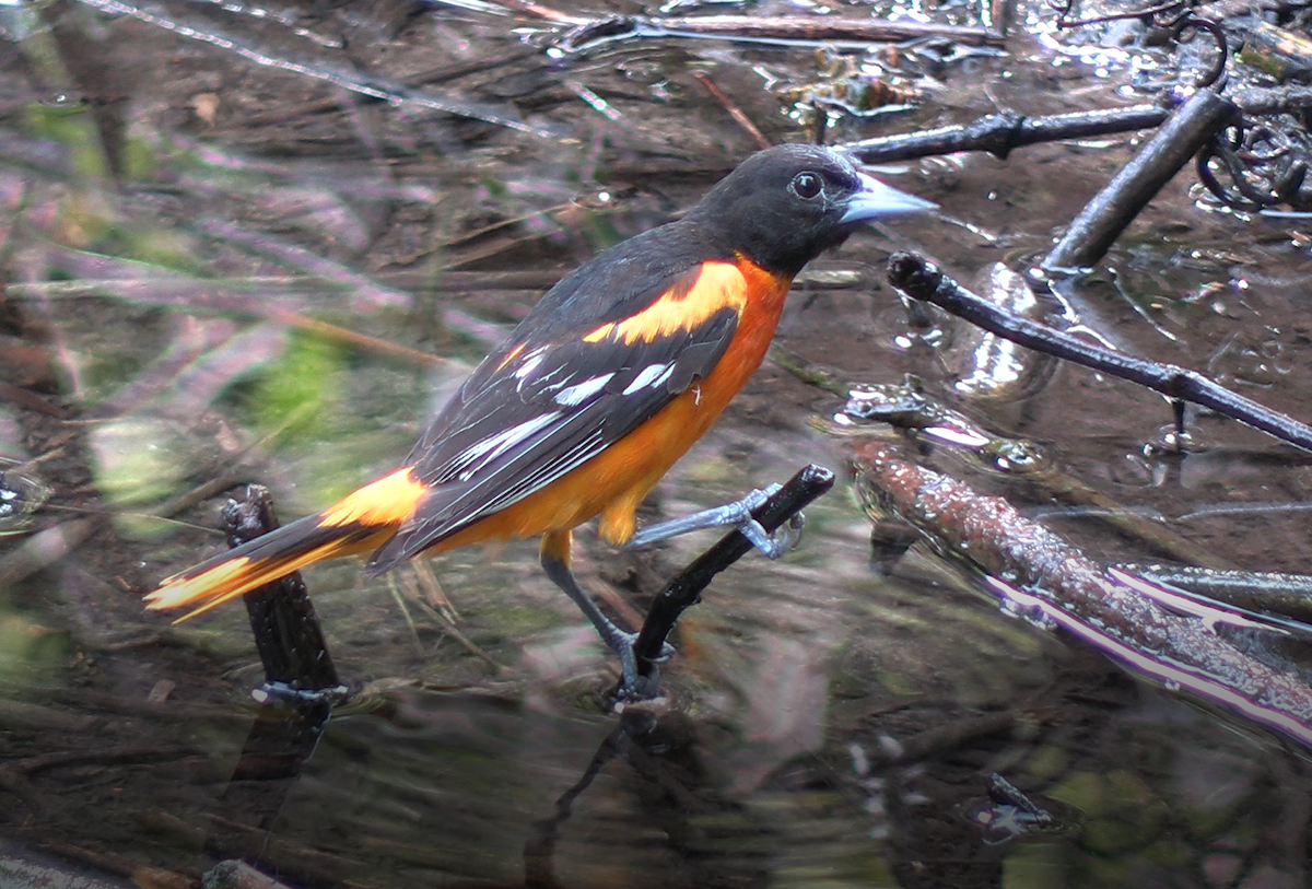 Oriole de Baltimore - ML620861865