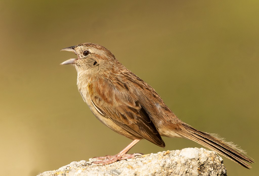 Botteri's Sparrow - manuel grosselet