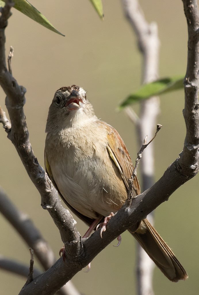 Botteri's Sparrow - ML620861882