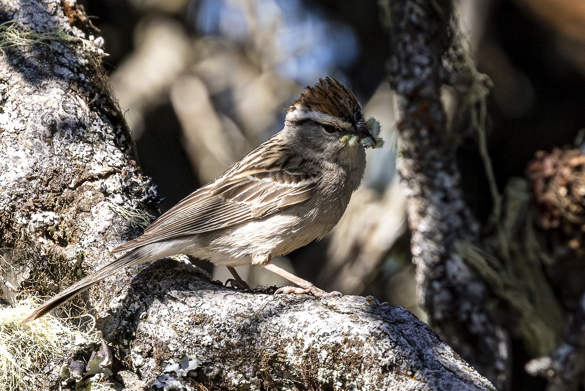 Chipping Sparrow - ML620861905