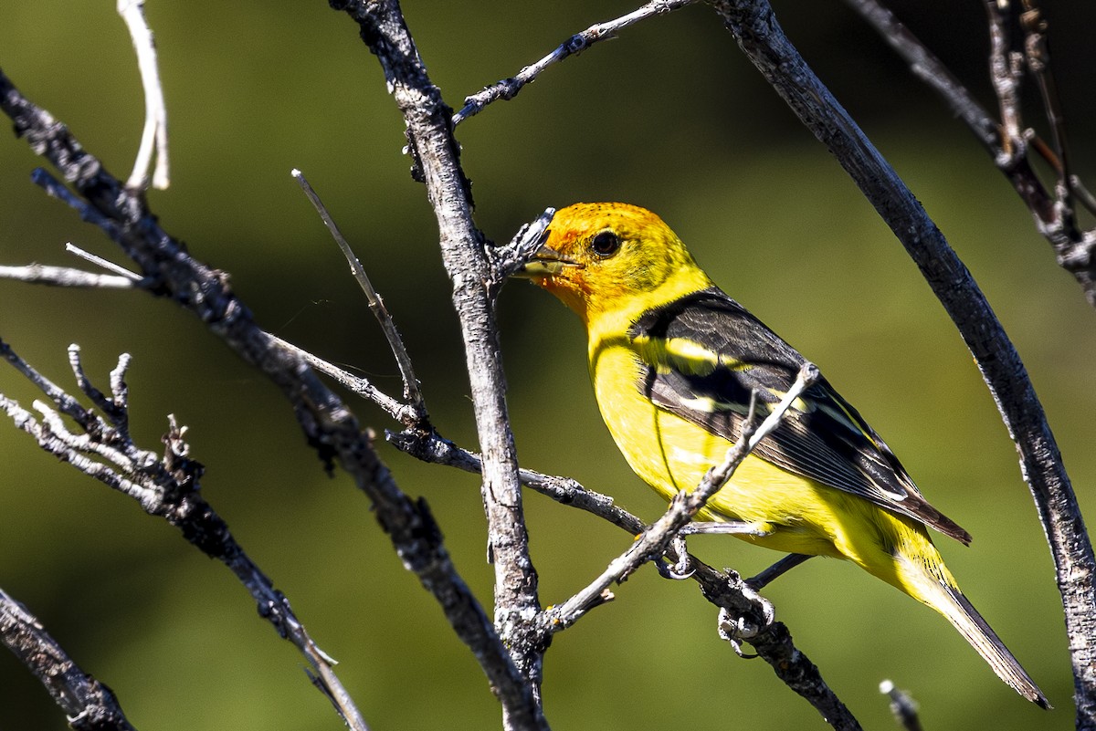 Western Tanager - ML620861906