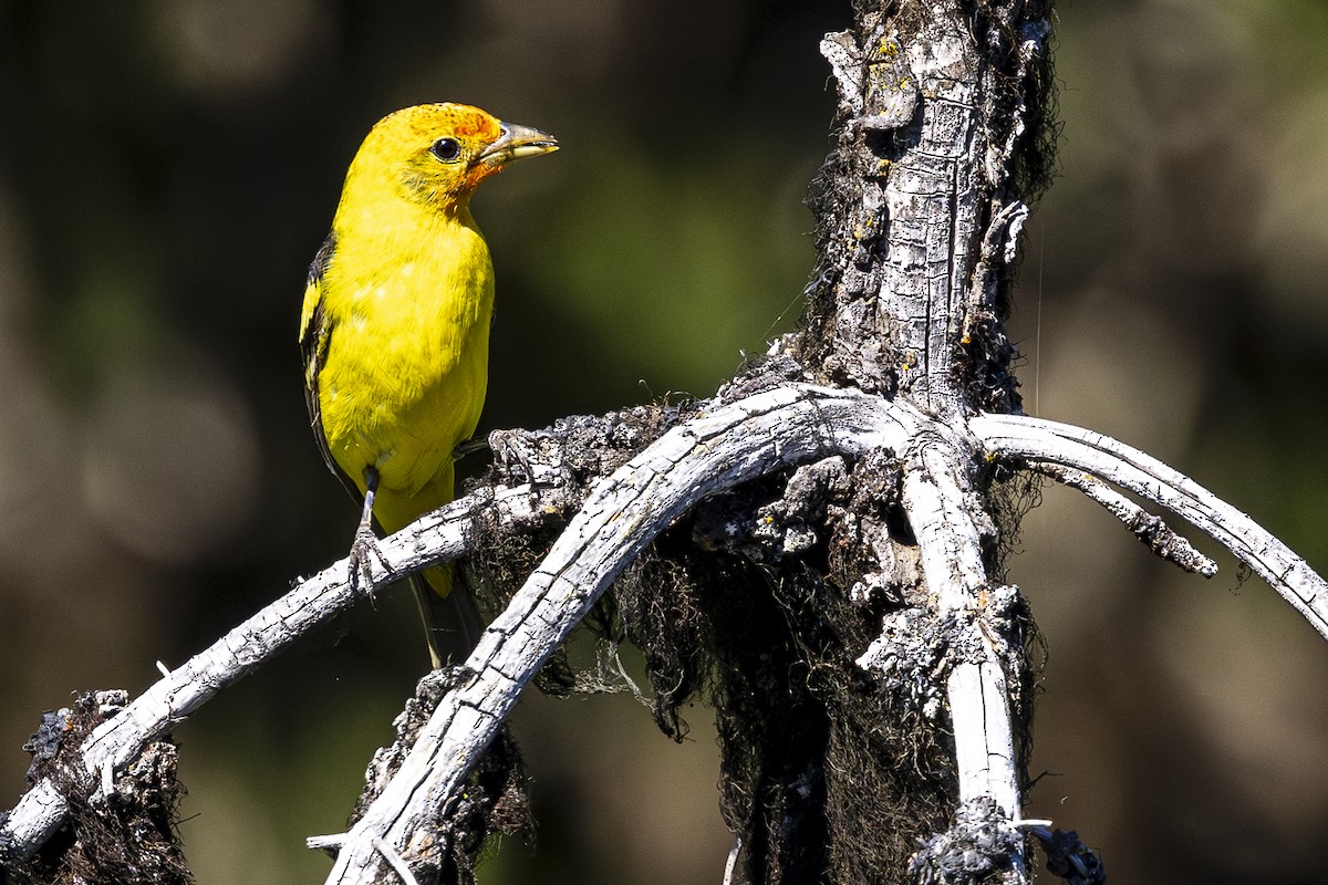 Western Tanager - ML620861907