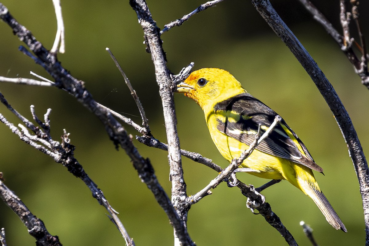 Western Tanager - ML620861908