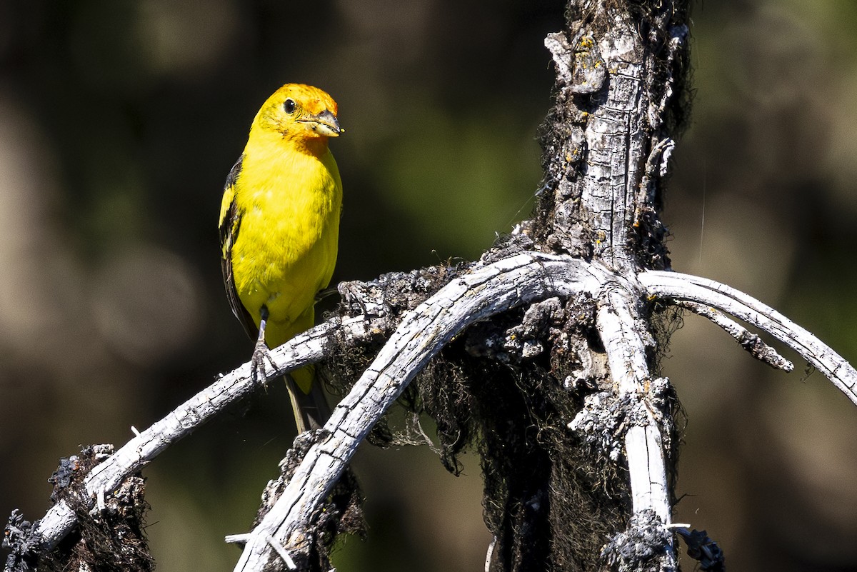 Western Tanager - ML620861909