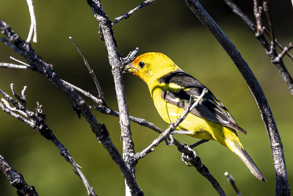 Western Tanager - ML620861910