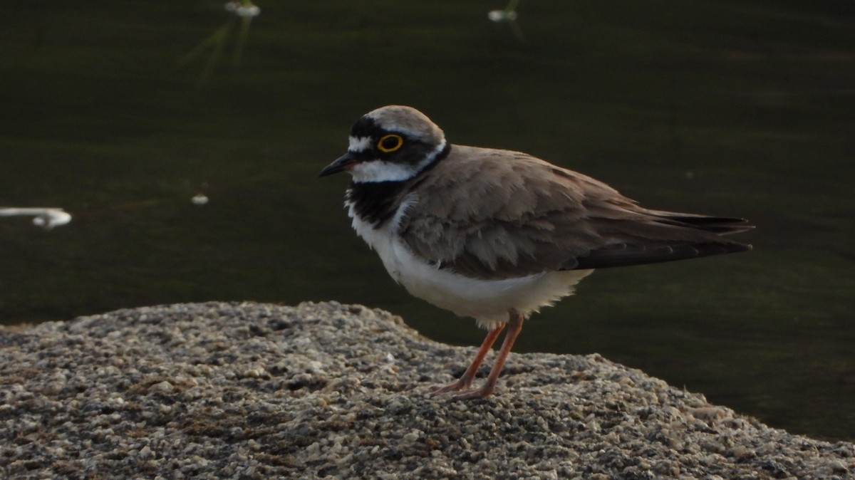 Little Ringed Plover - ML620861932