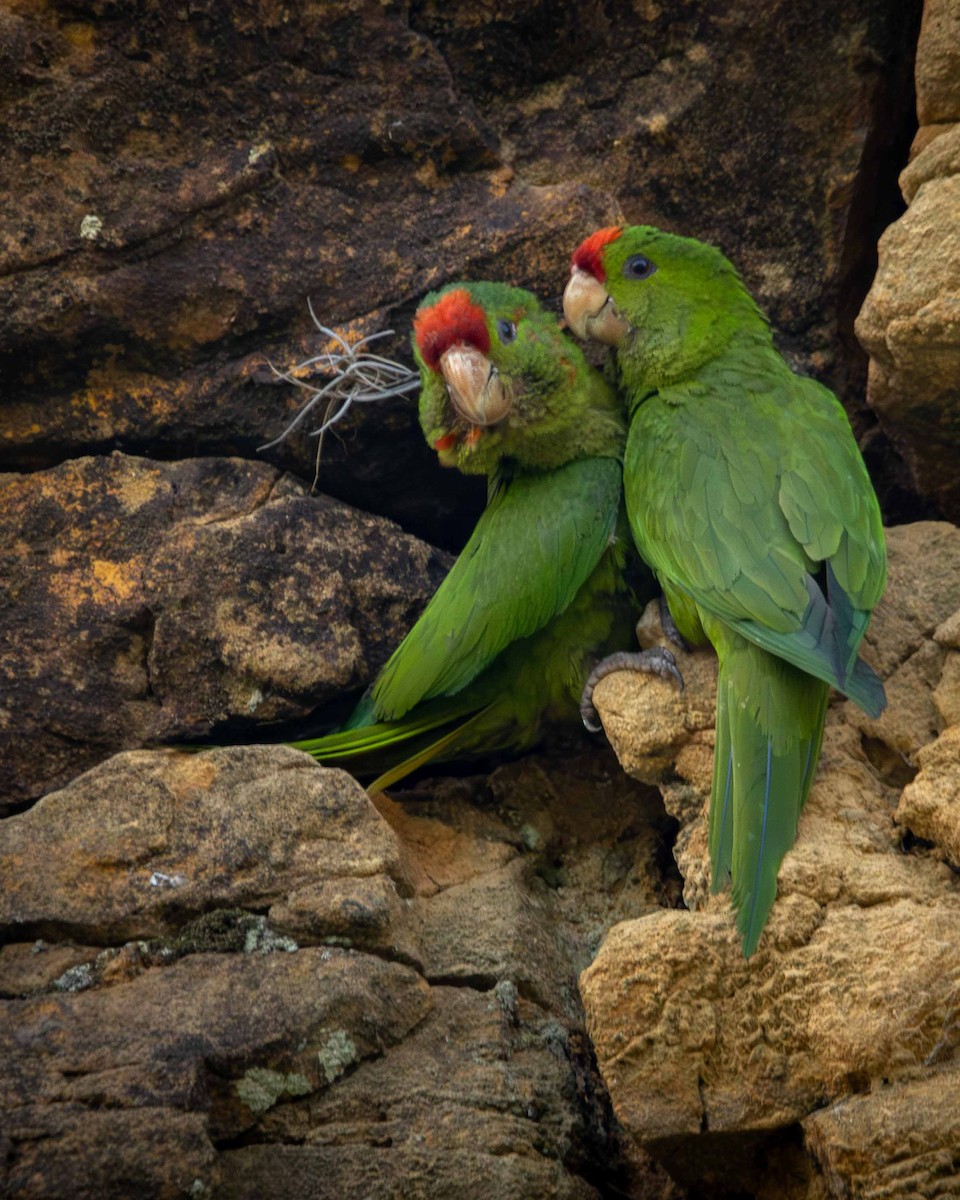 Conure de Wagler - ML620861936