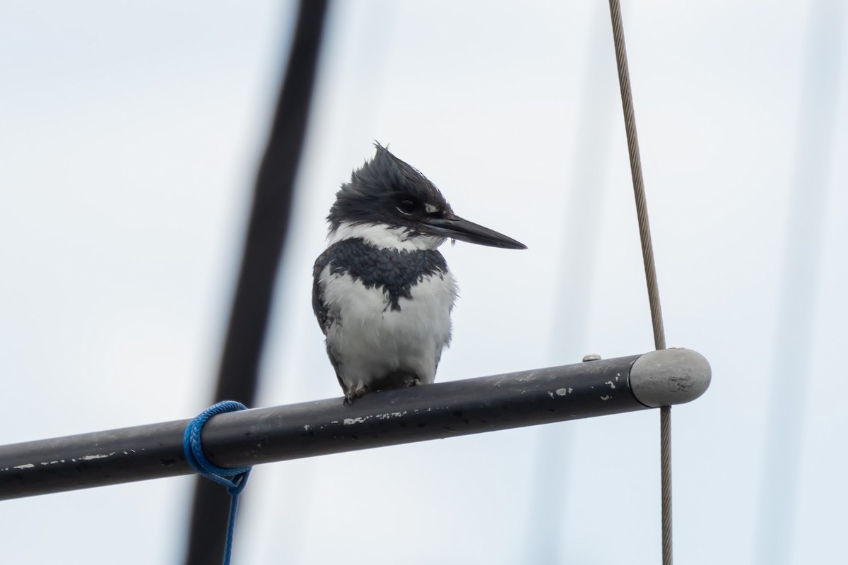 Belted Kingfisher - ML620861938