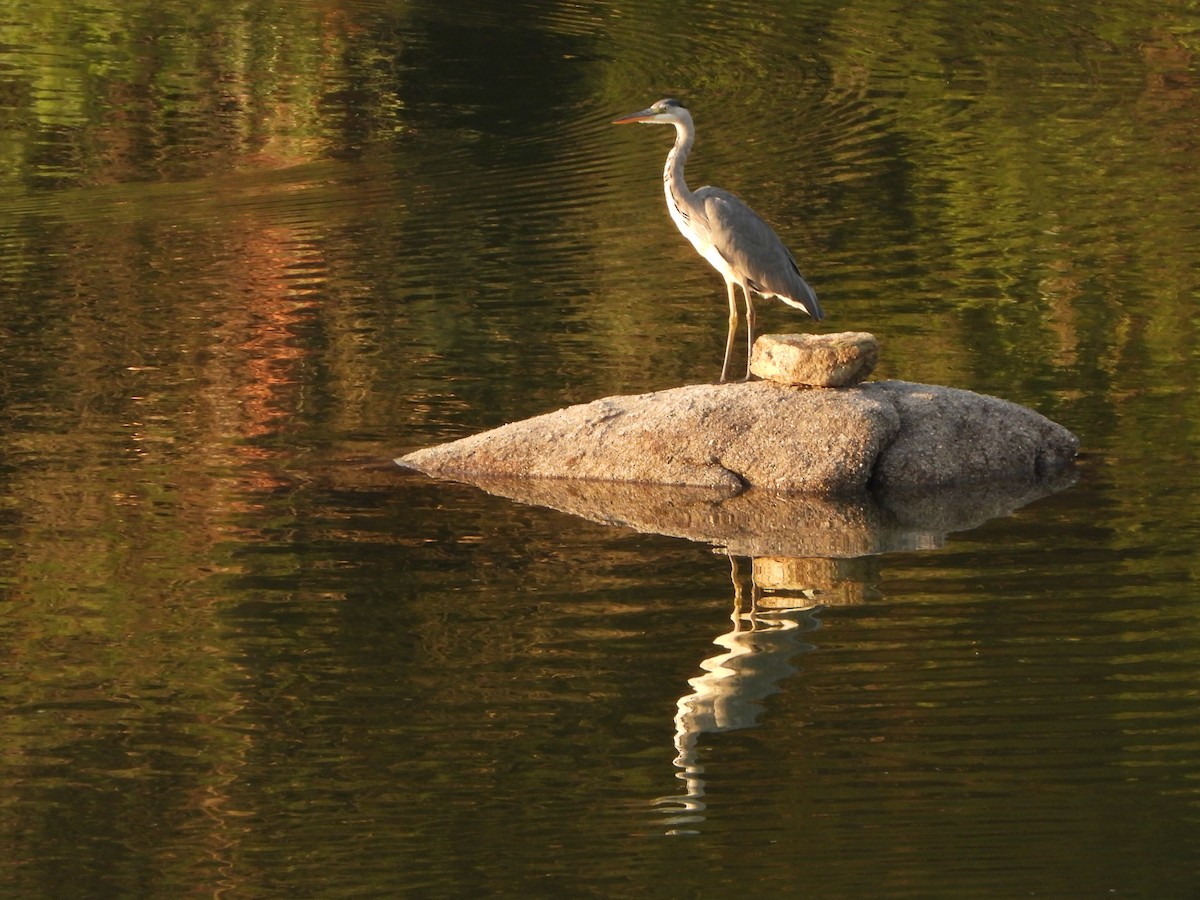 Gray Heron - ML620861939