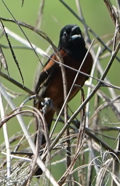 Orchard Oriole - ML620861941