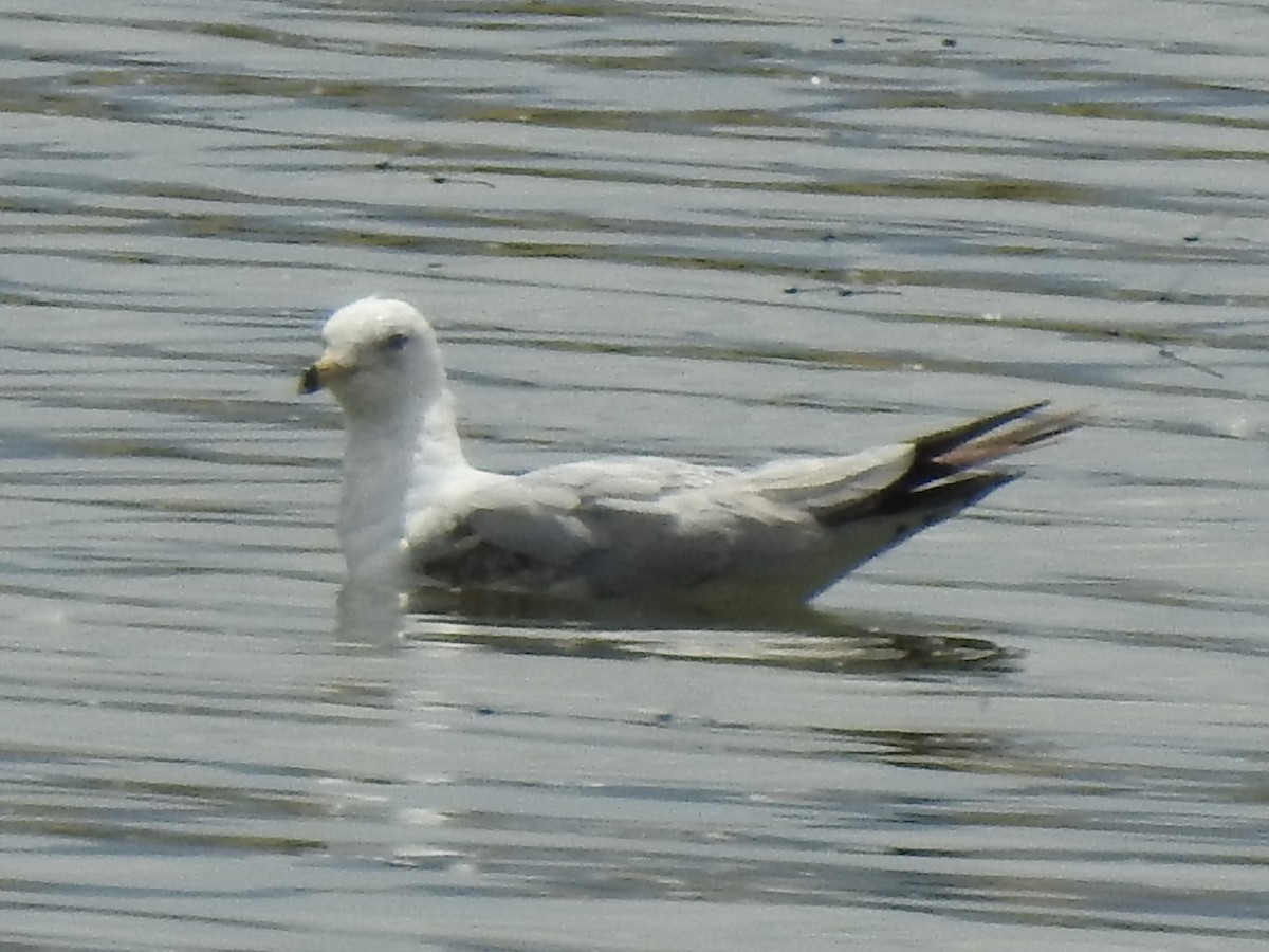 Ring-billed Gull - ML620861951