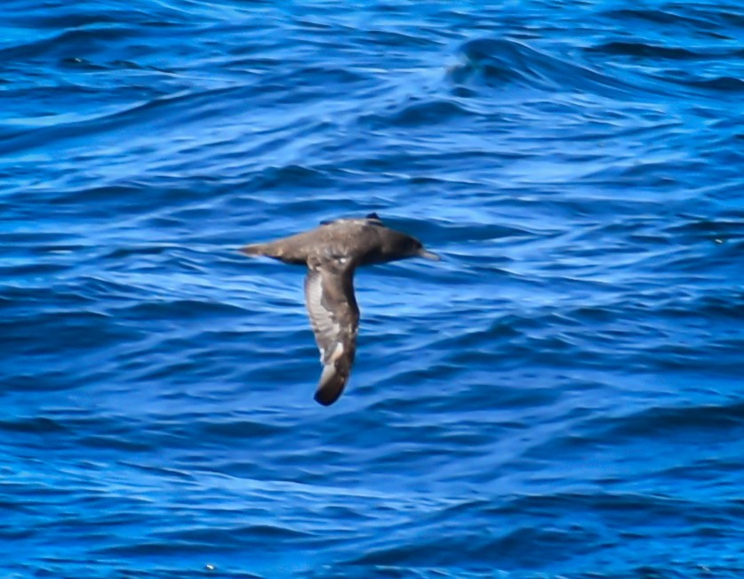 Sooty Shearwater - ML620861954