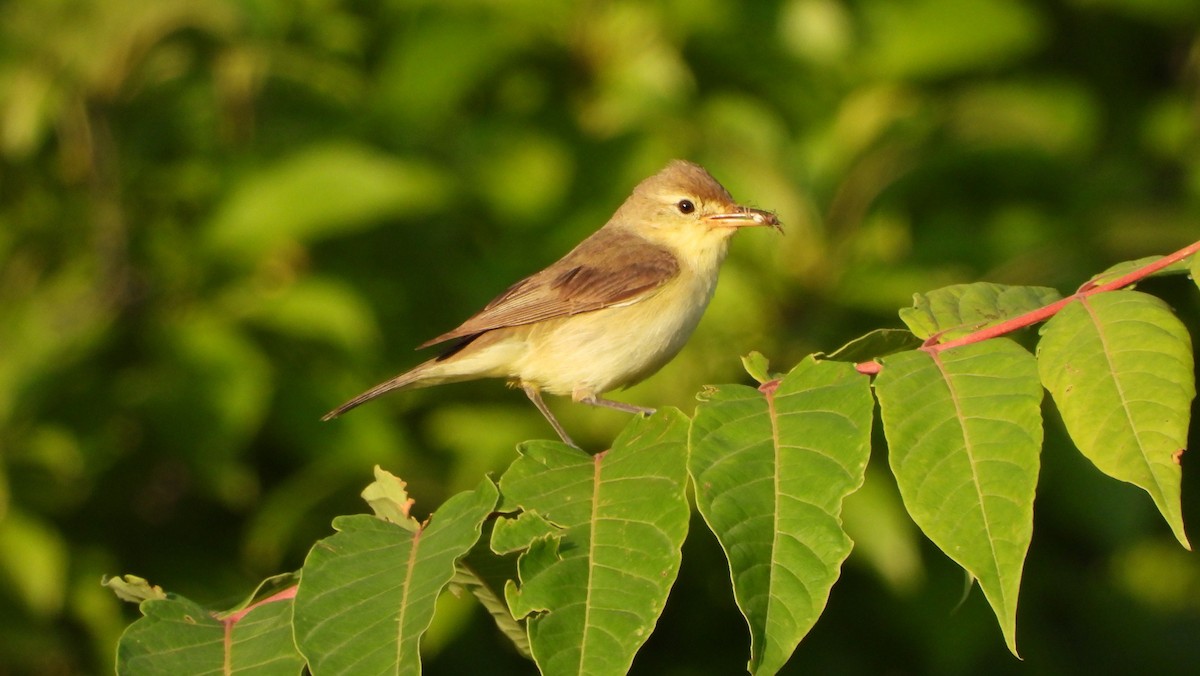 Melodious Warbler - ML620861967