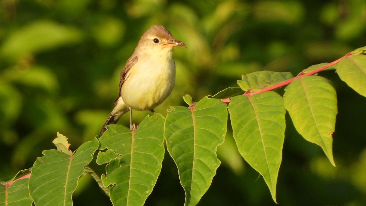 Melodious Warbler - ML620861968