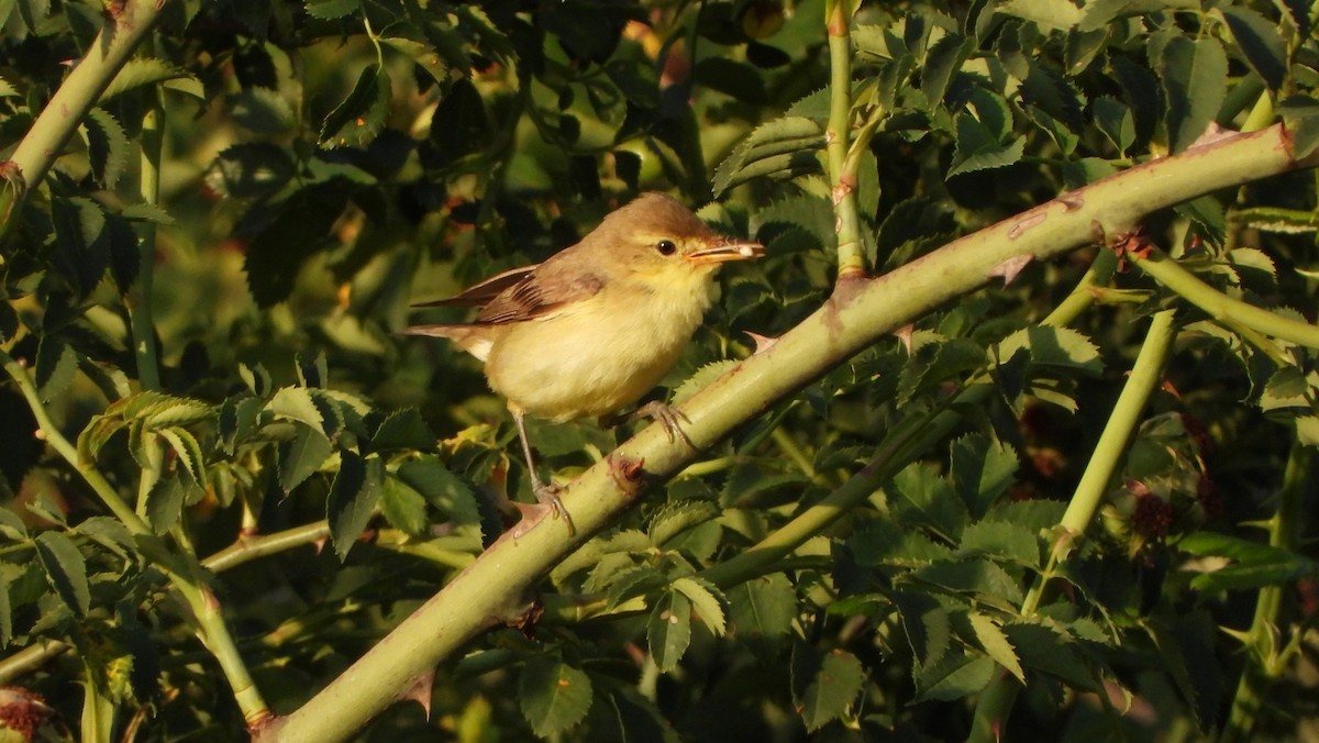 Melodious Warbler - ML620861969