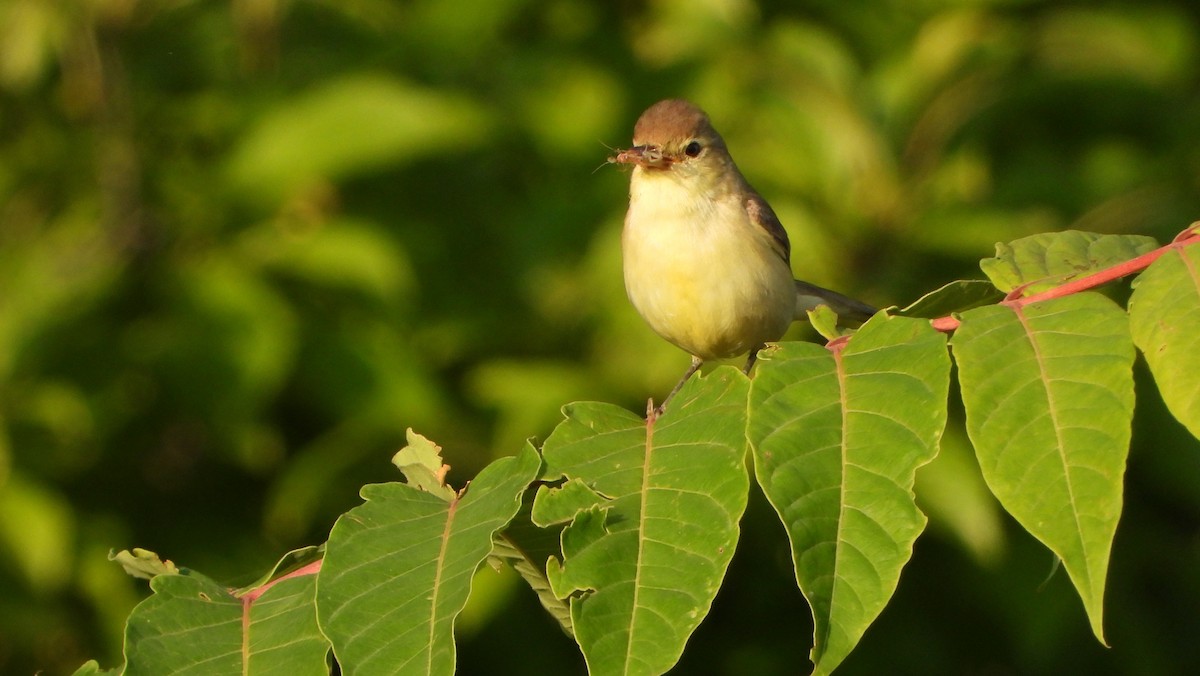 Melodious Warbler - ML620861970