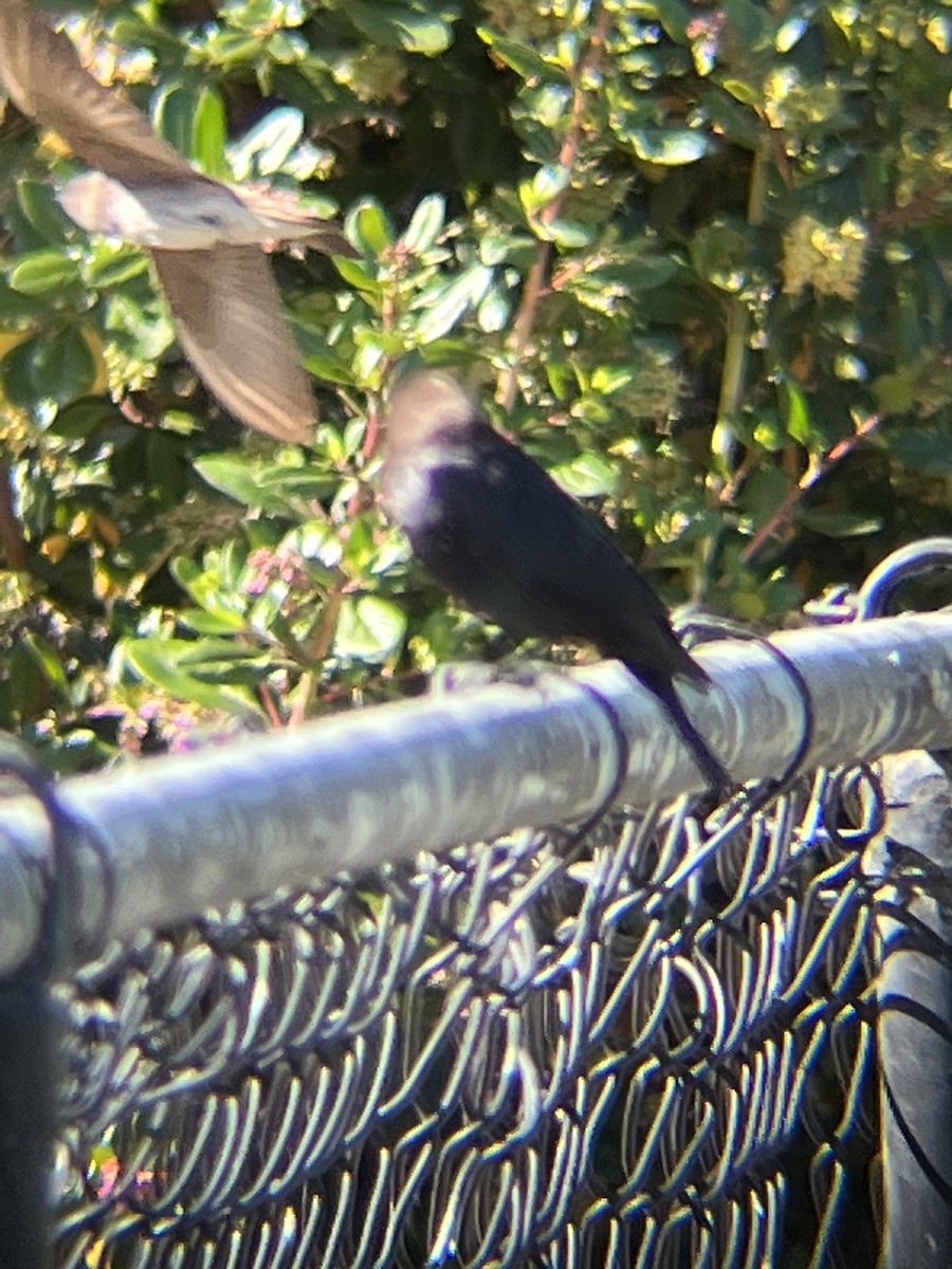 Northern Rough-winged Swallow - ML620861980