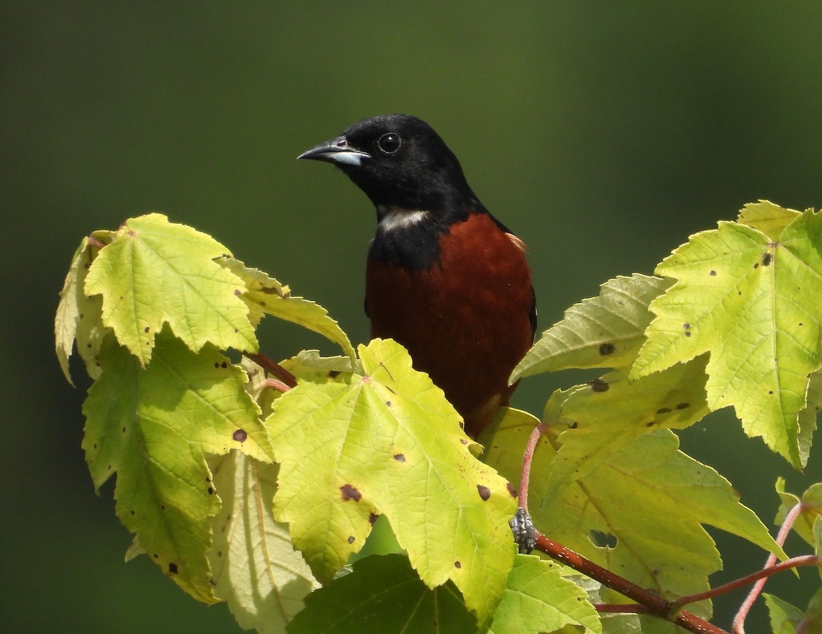 Orchard Oriole - ML620861984