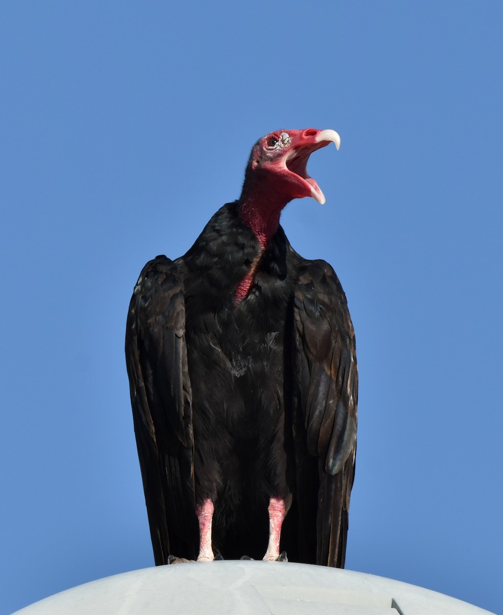 Turkey Vulture - ML620861986
