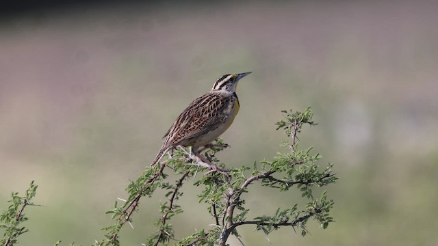 Eastern Meadowlark - ML620861993