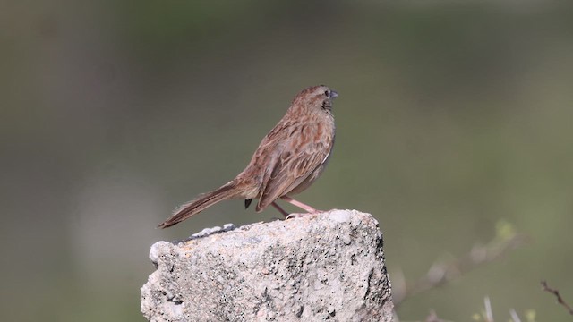 Botteri's Sparrow - ML620861994