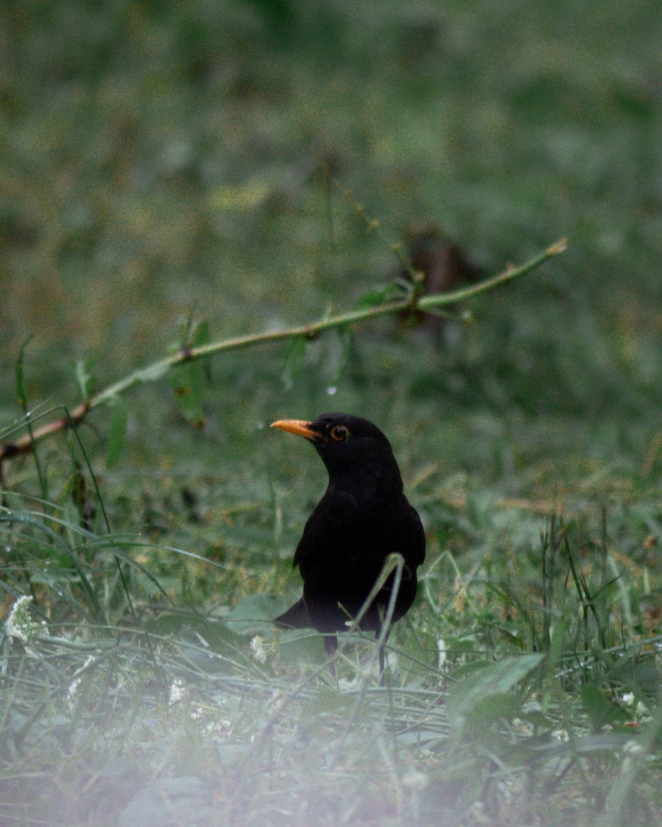 Eurasian Blackbird - ML620861997