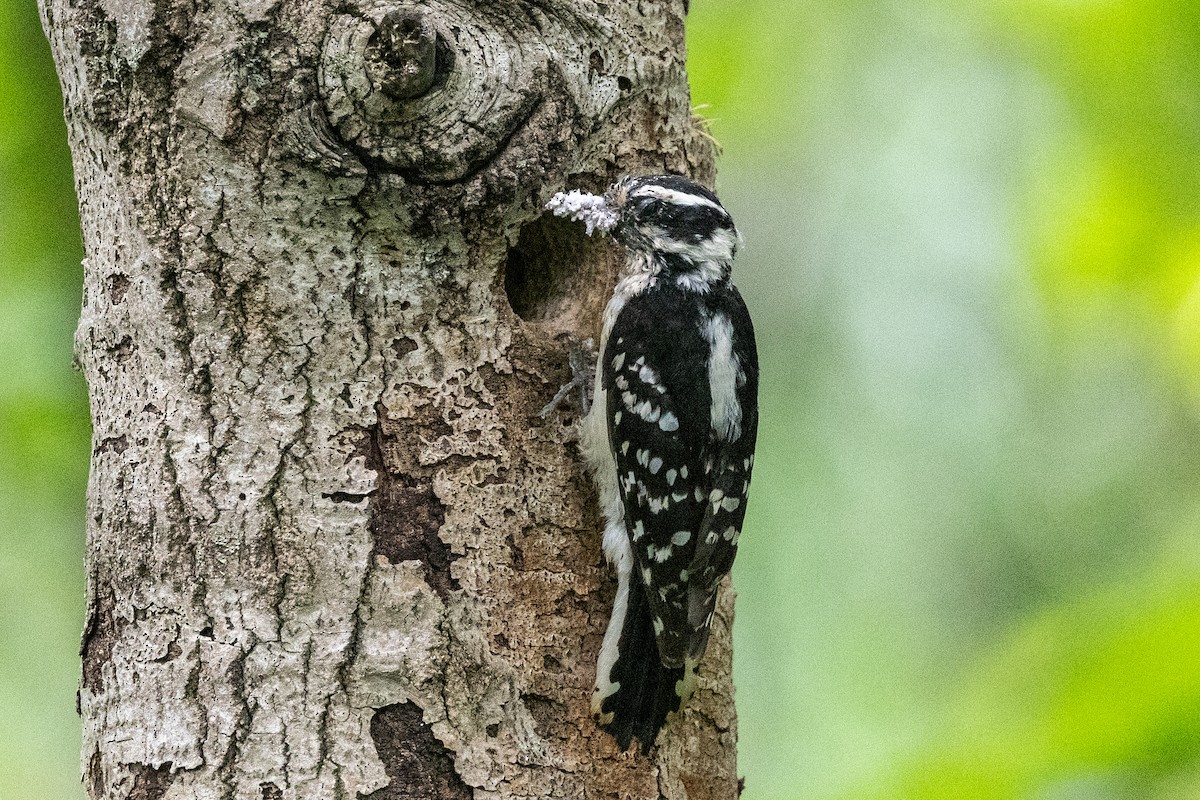 Downy Woodpecker - ML620861999
