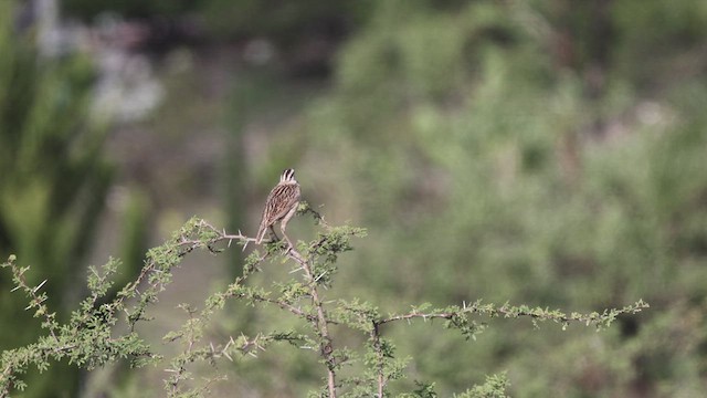 Eastern Meadowlark - ML620862009