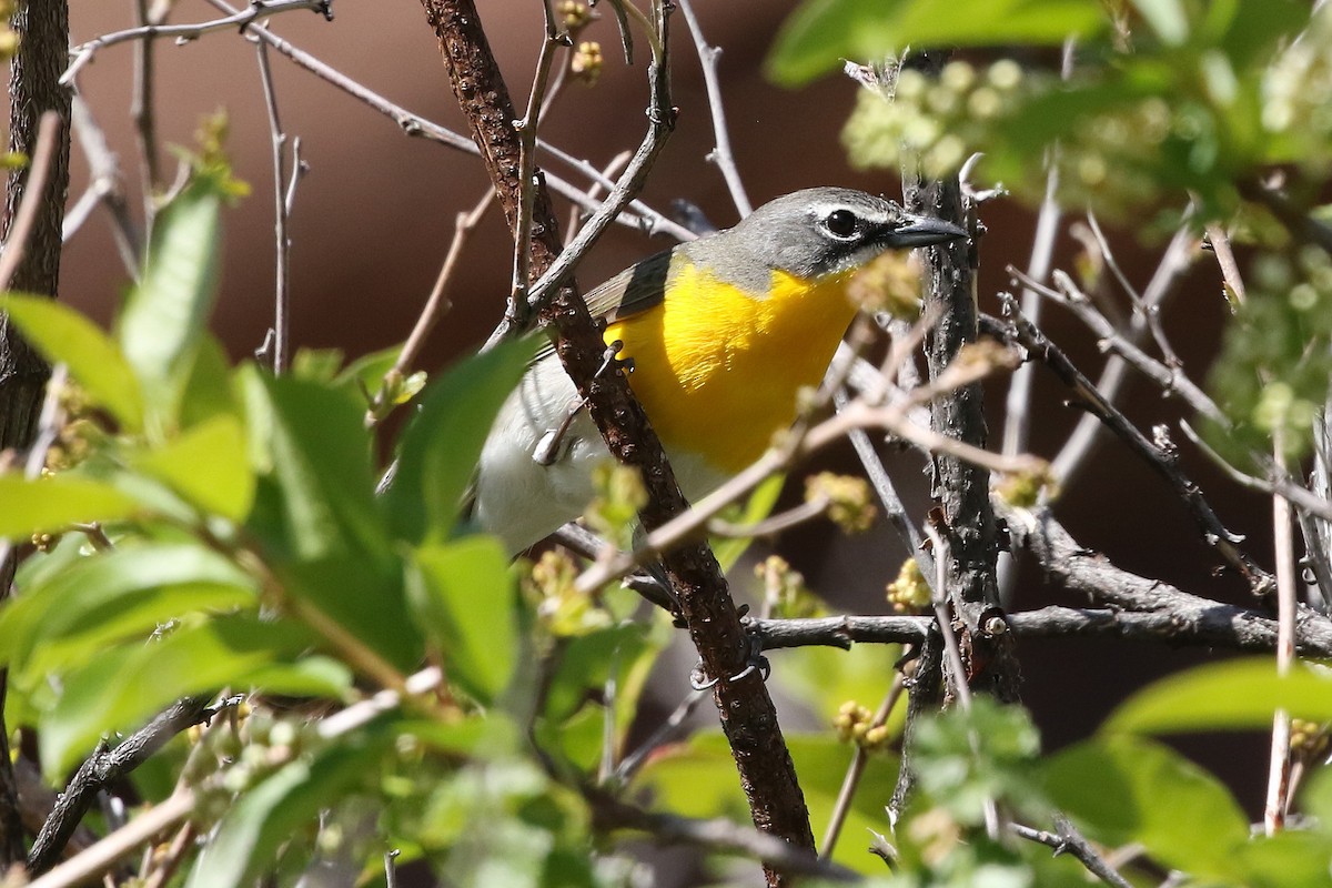 Yellow-breasted Chat - ML620862013