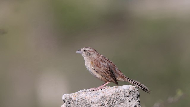 Botteri's Sparrow - ML620862036