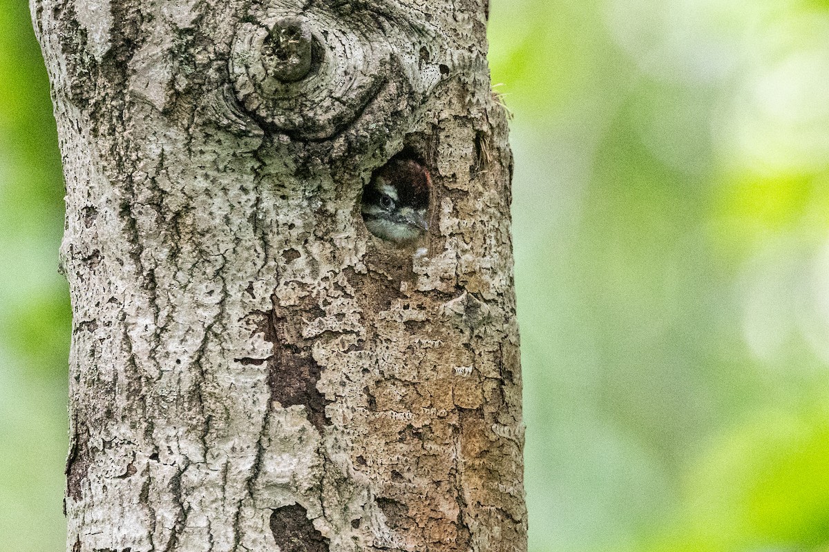 Downy Woodpecker - ML620862060