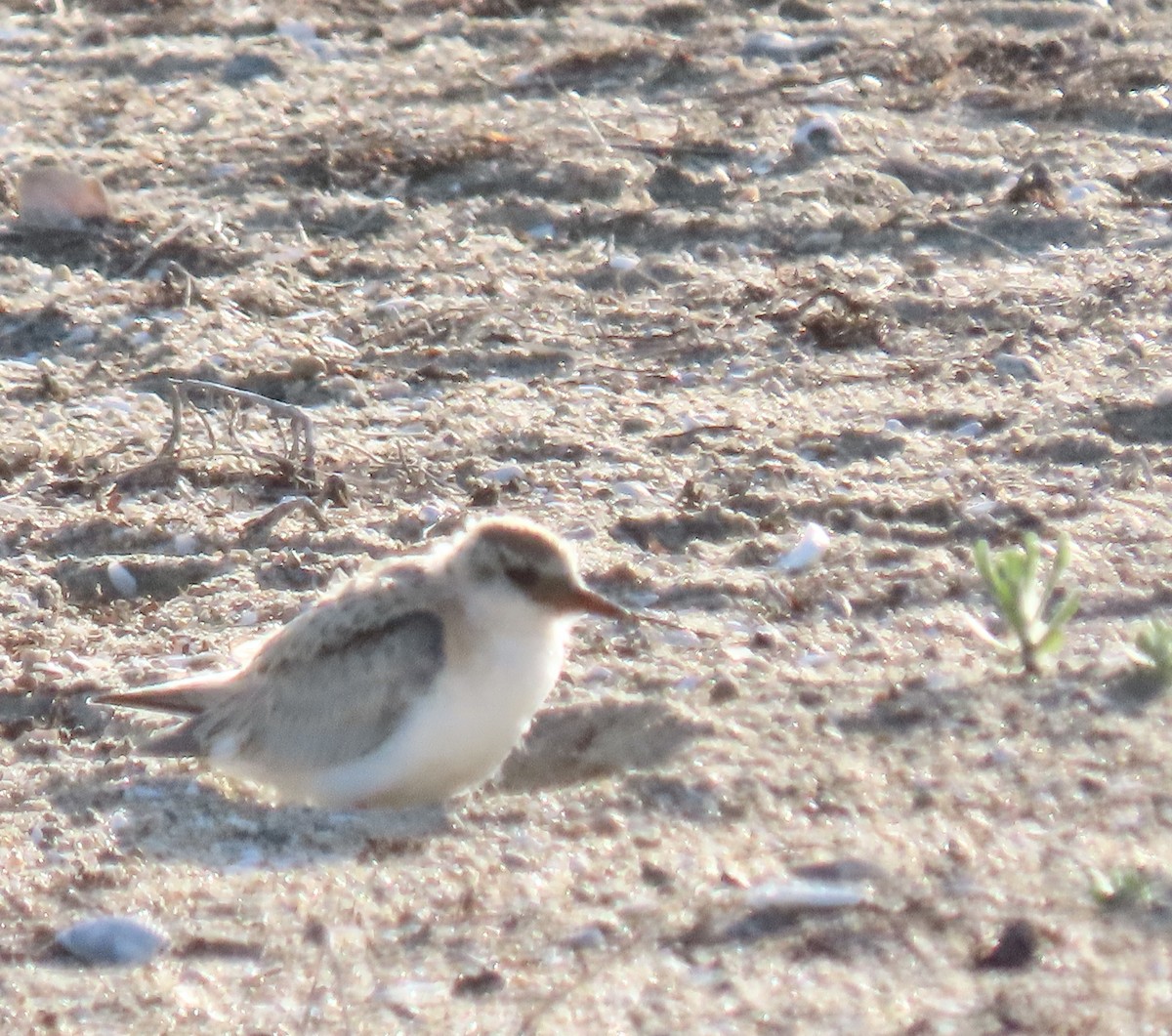 Least Tern - ML620862066