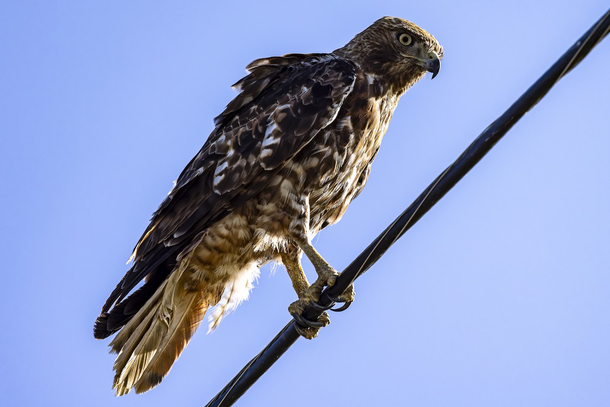 Red-tailed Hawk - ML620862071