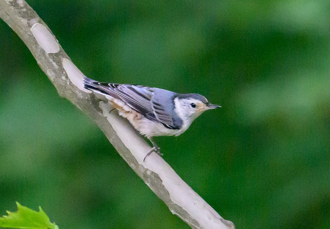 White-breasted Nuthatch - ML620862072
