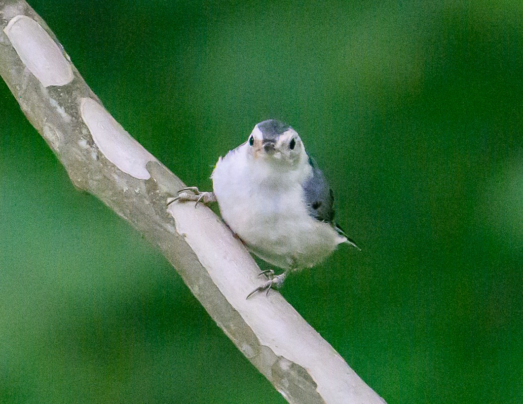 White-breasted Nuthatch - ML620862074
