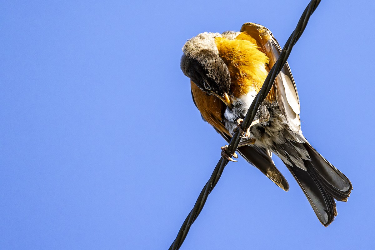 American Robin - ML620862075