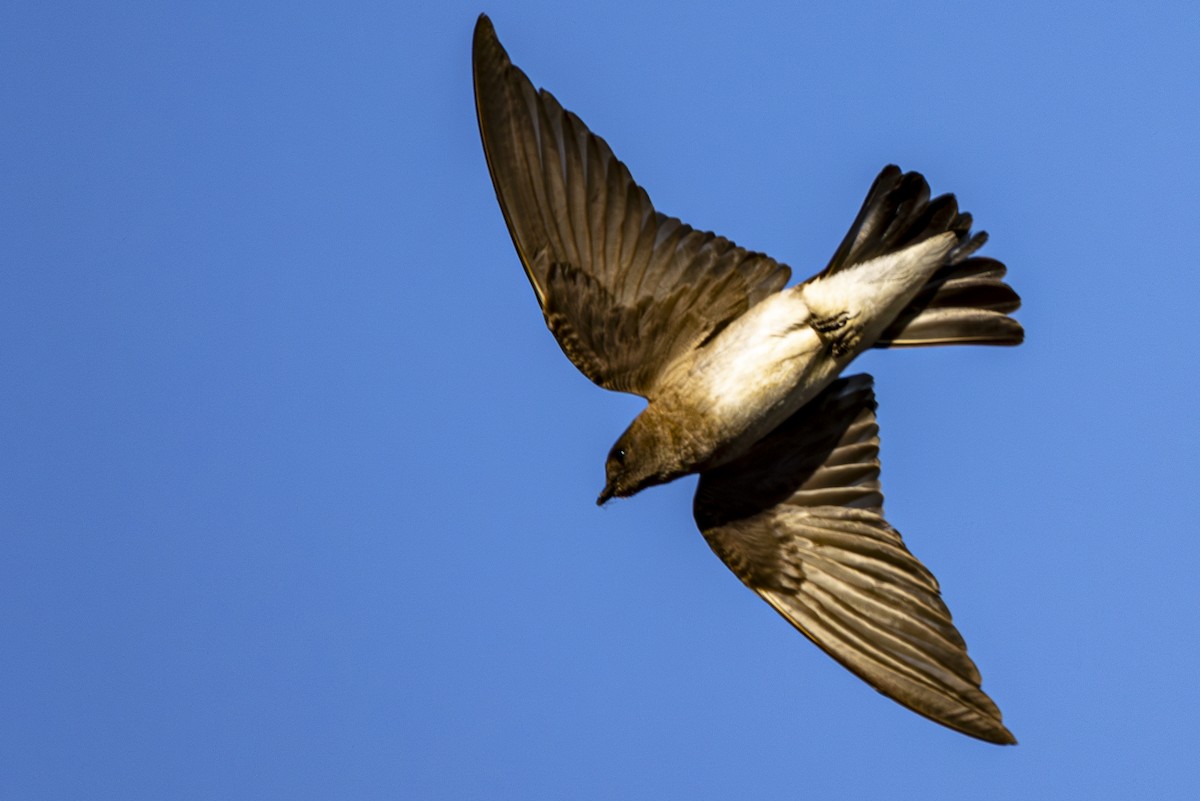 Northern Rough-winged Swallow - ML620862078