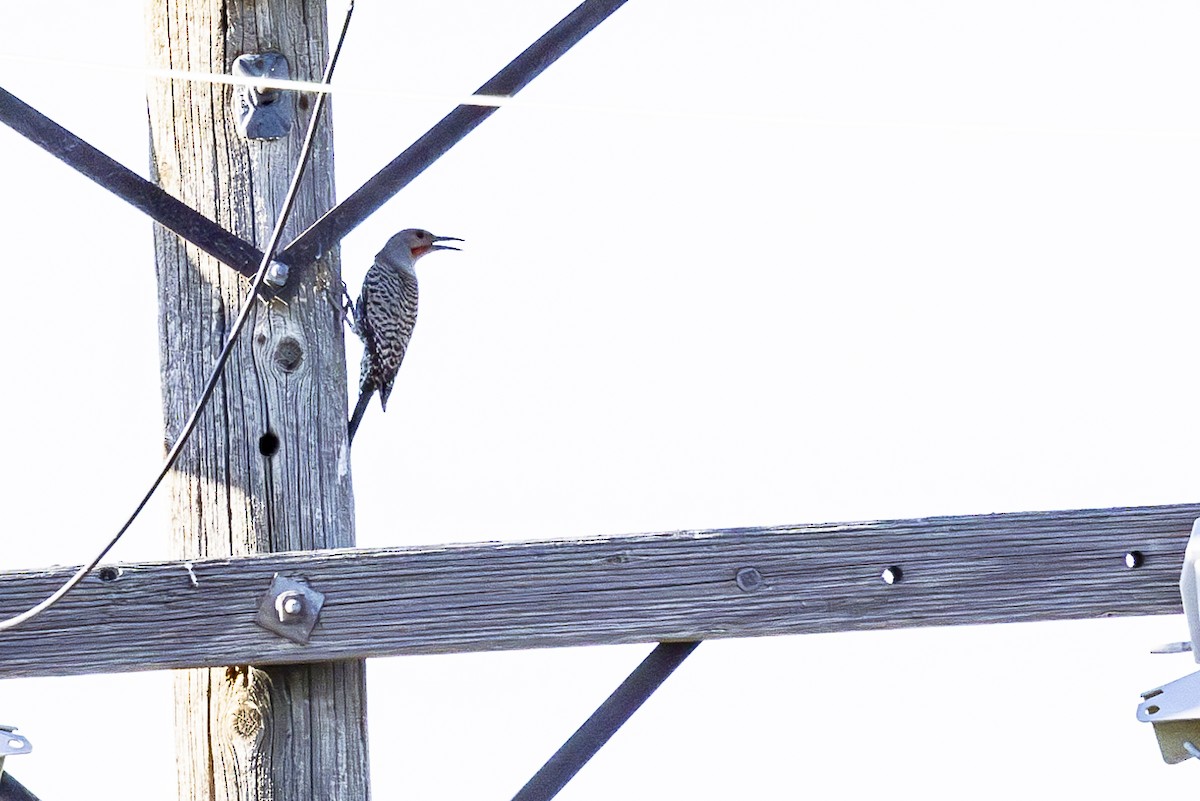 Northern Flicker - ML620862082