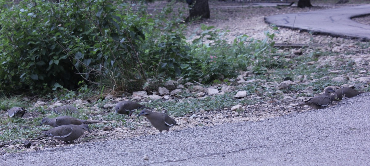 White-winged Dove - ML620862091